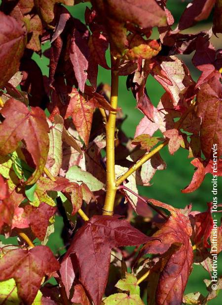 © Hortival Diffusion - Tous droits réservés