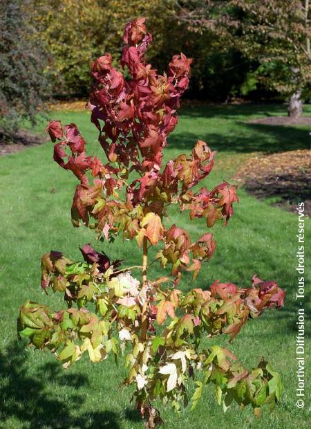 © Hortival Diffusion - Tous droits réservés