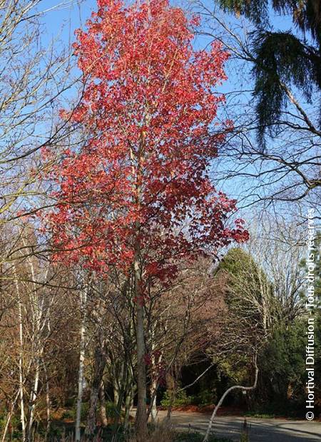 © Hortival Diffusion - Tous droits réservés