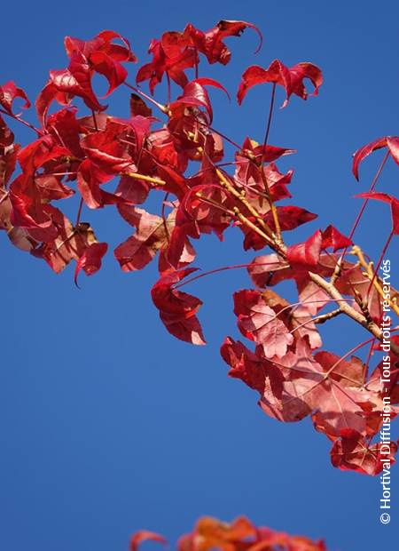 © Hortival Diffusion - Tous droits réservés