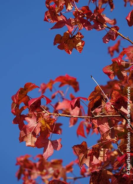 © Hortival Diffusion - Tous droits réservés