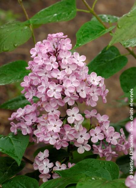 © Hortival Diffusion - Tous droits réservés