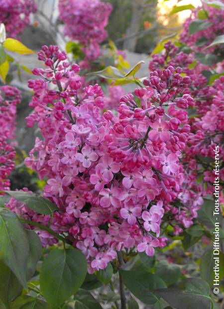 © Hortival Diffusion - Tous droits réservés