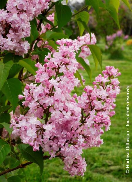 © Hortival Diffusion - Tous droits réservés