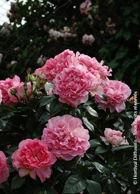 © Hortival Diffusion - Tous droits réservés