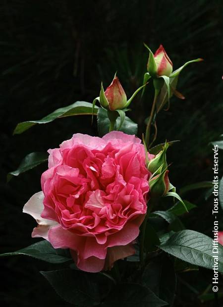 © Hortival Diffusion - Tous droits réservés