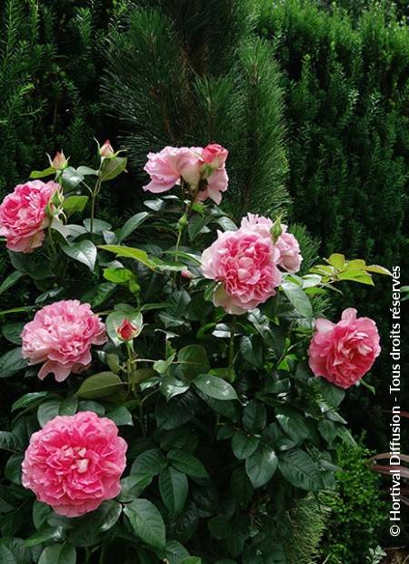 © Hortival Diffusion - Tous droits réservés