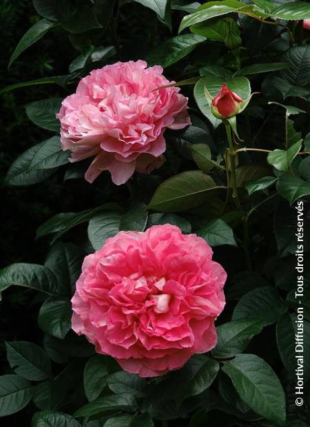 © Hortival Diffusion - Tous droits réservés