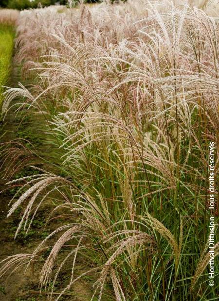 © Hortival Diffusion - Tous droits réservés