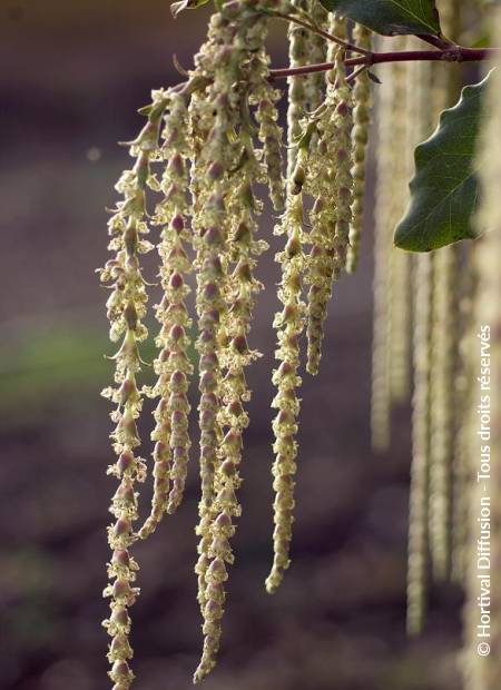 © Hortival Diffusion - Tous droits réservés