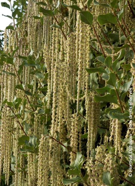 © Hortival Diffusion - Tous droits réservés