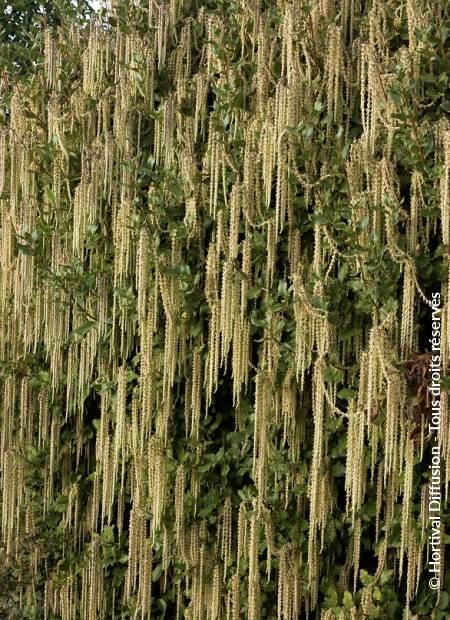 © Hortival Diffusion - Tous droits réservés