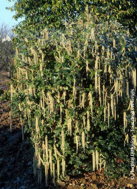 © Hortival Diffusion - Tous droits réservés