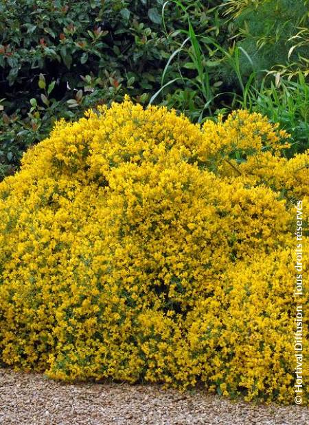 © Hortival Diffusion - Tous droits réservés