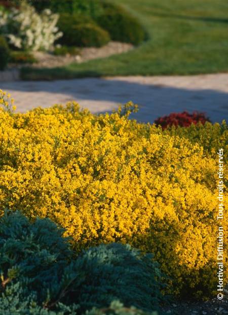 © Hortival Diffusion - Tous droits réservés