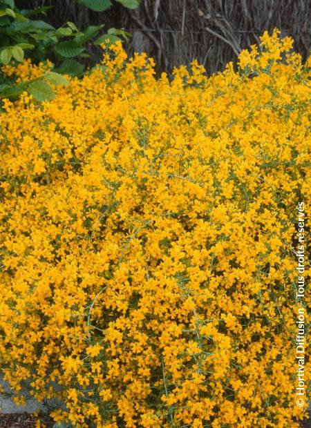 © Hortival Diffusion - Tous droits réservés