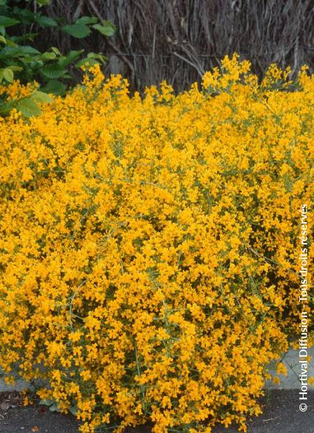 © Hortival Diffusion - Tous droits réservés