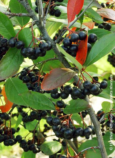 © Hortival Diffusion - Tous droits réservés