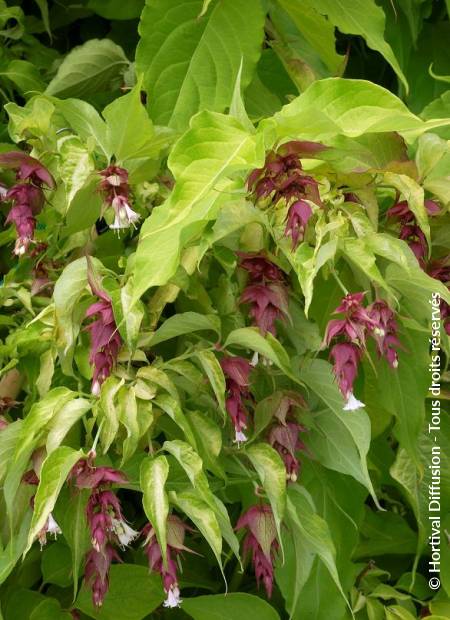 © Hortival Diffusion - Tous droits réservés