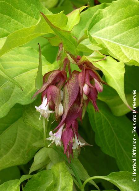 © Hortival Diffusion - Tous droits réservés