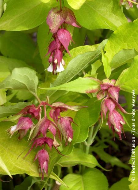 © Hortival Diffusion - Tous droits réservés