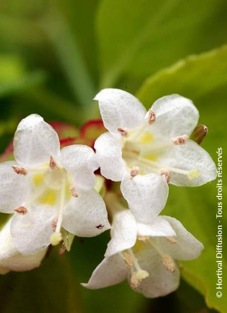 © Hortival Diffusion - Tous droits réservés