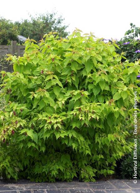 © Hortival Diffusion - Tous droits réservés