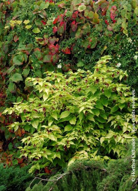 © Hortival Diffusion - Tous droits réservés