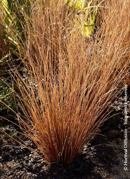 © Hortival Diffusion - Tous droits réservés