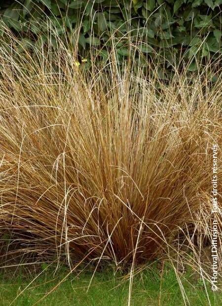 © Hortival Diffusion - Tous droits réservés