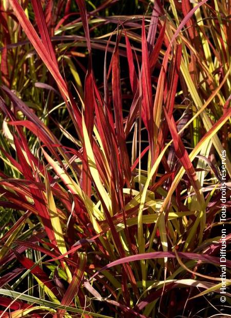 © Hortival Diffusion - Tous droits réservés