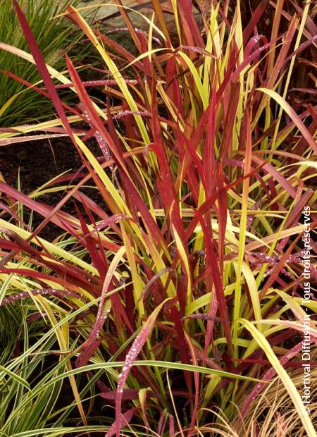 © Hortival Diffusion - Tous droits réservés