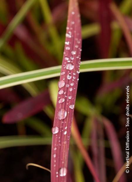 © Hortival Diffusion - Tous droits réservés