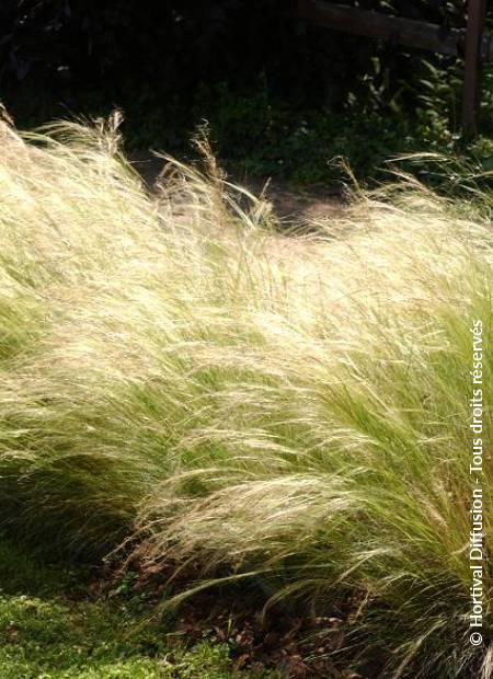 © Hortival Diffusion - Tous droits réservés