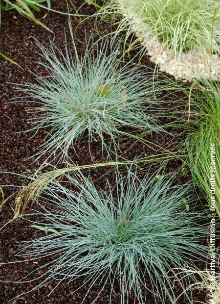 © Hortival Diffusion - Tous droits réservés