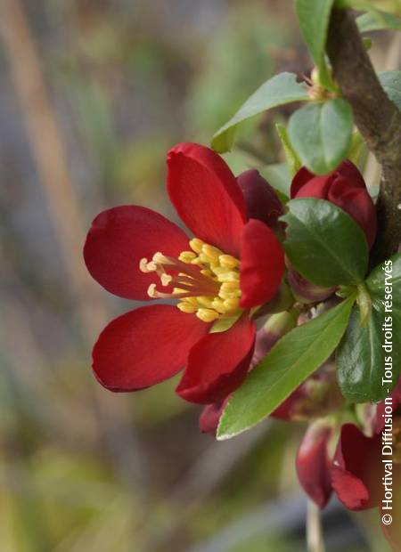 © Hortival Diffusion - Tous droits réservés