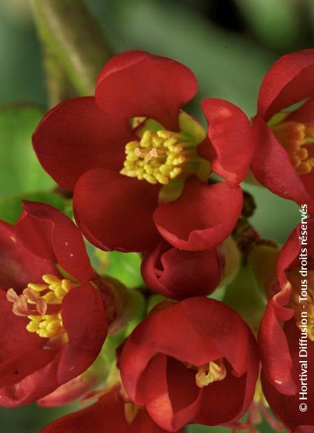 © Hortival Diffusion - Tous droits réservés