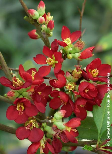 © Hortival Diffusion - Tous droits réservés