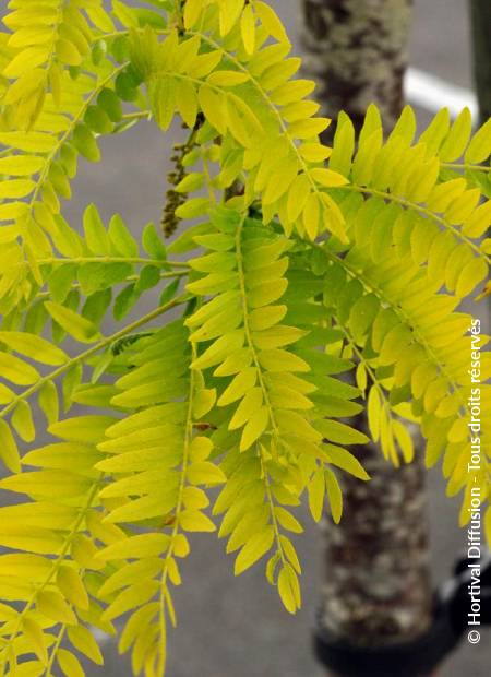 © Hortival Diffusion - Tous droits réservés