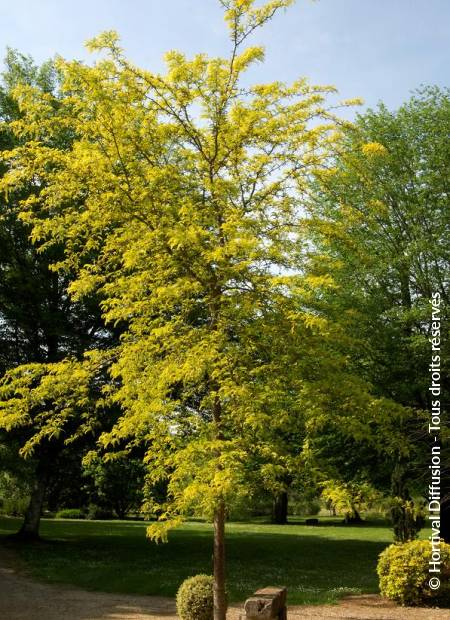 © Hortival Diffusion - Tous droits réservés