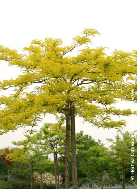 © Hortival Diffusion - Tous droits réservés