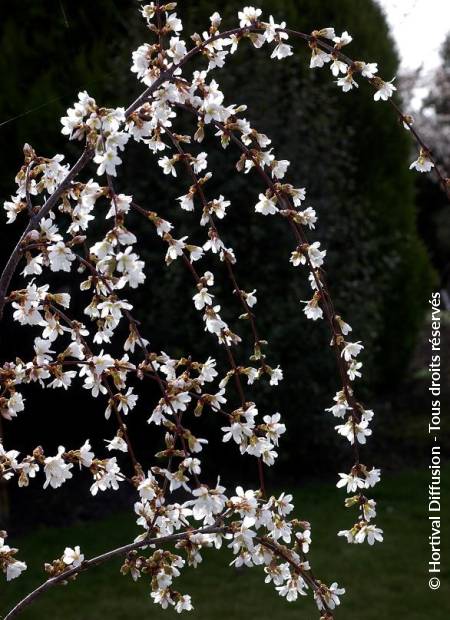 © Hortival Diffusion - Tous droits réservés