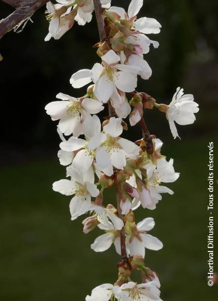 © Hortival Diffusion - Tous droits réservés