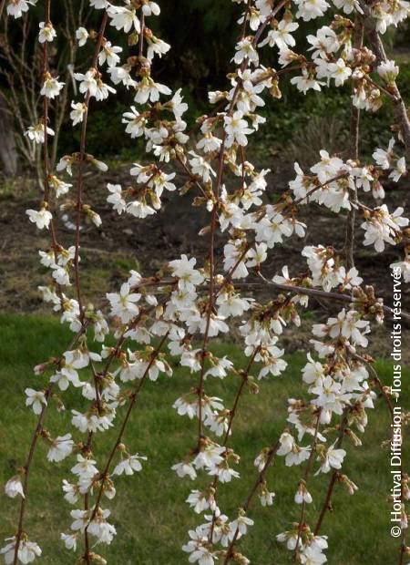 © Hortival Diffusion - Tous droits réservés