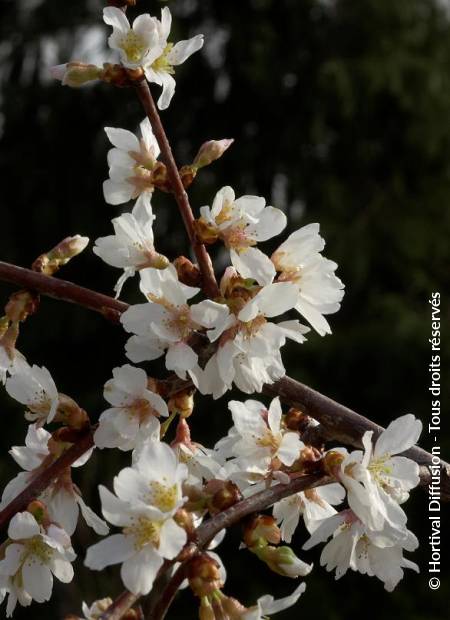 © Hortival Diffusion - Tous droits réservés