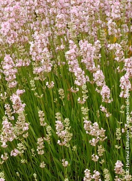 © Hortival Diffusion - Tous droits réservés