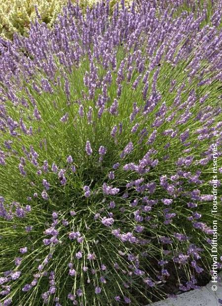 © Hortival Diffusion - Tous droits réservés