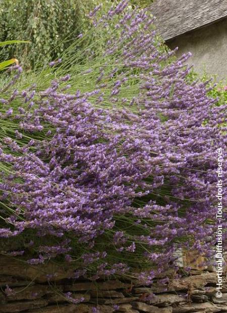 © Hortival Diffusion - Tous droits réservés