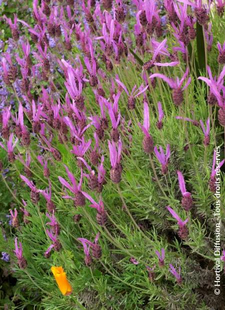 © Hortival Diffusion - Tous droits réservés