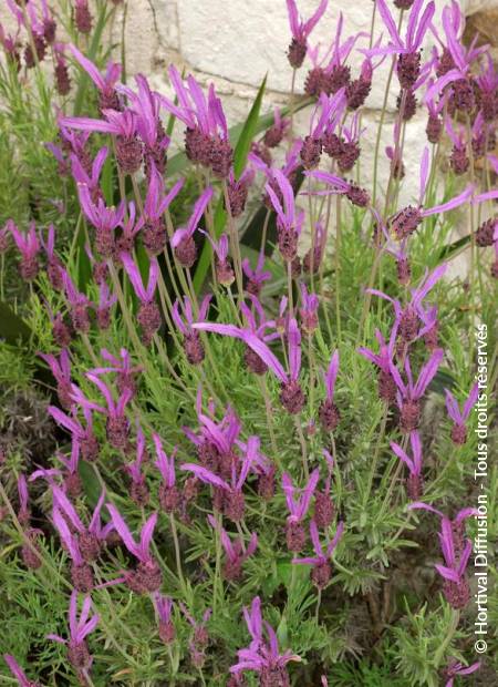 © Hortival Diffusion - Tous droits réservés